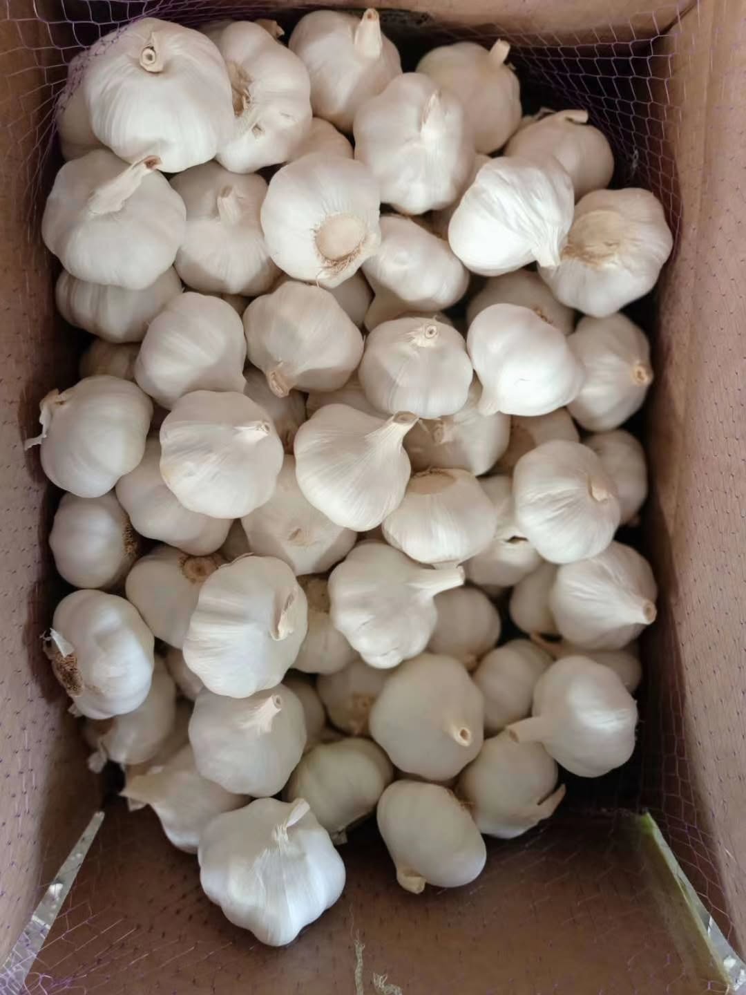 Normal White Garlic 10kg Mesh Bag Packing for Export