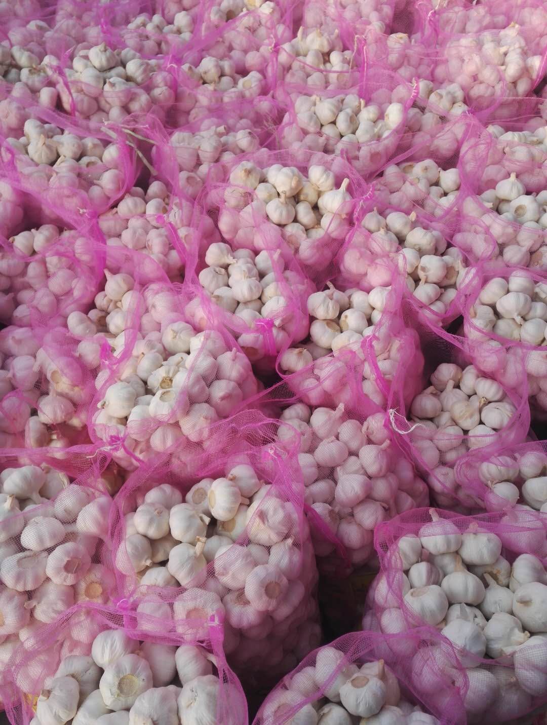 Normal White Garlic in Mesh Bags Ready for Export from Shandong China